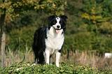 BORDER COLLIE 1337